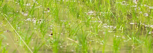 Agricultural liquid fertilizer